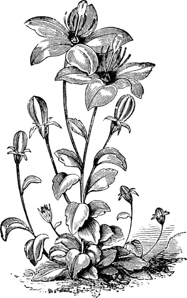 Campanula Waldsteiniana vintage illustration. vector