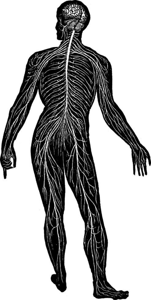 sistema nervioso, ilustración vintage. vector