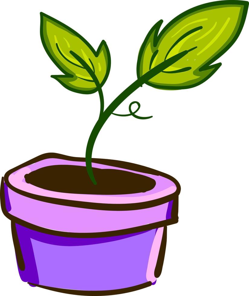 A plant with leaves in a pot, vector or color illustration.