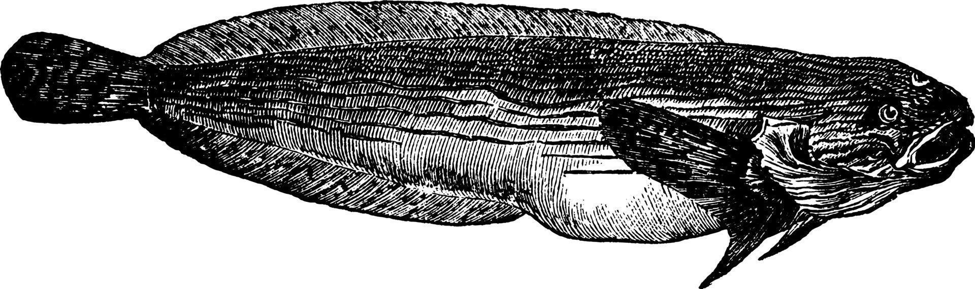 Sea snail, vintage illustration. vector