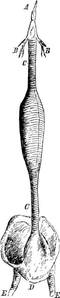 The Windpipe of a Male Red Breasted Merganser, vintage illustration. vector