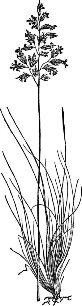 ilustración vintage de hierba de festuca de oveja. vector