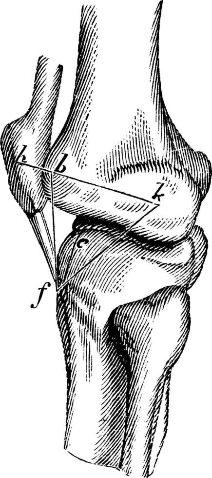 la articulación de la rodilla, ilustración antigua. vector