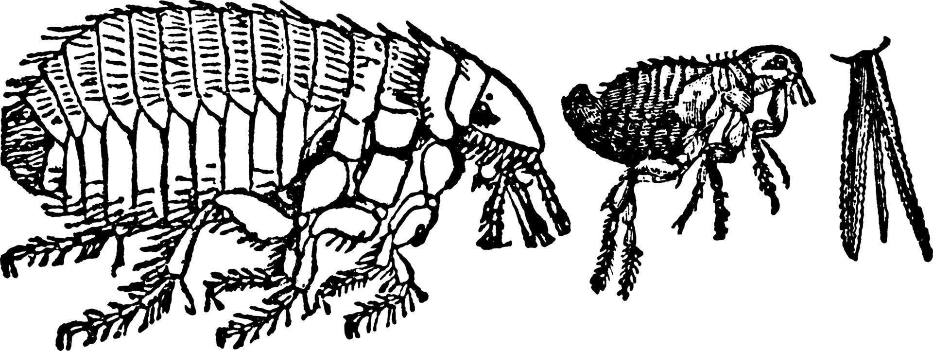 pulga de perro, ilustración vintage. vector