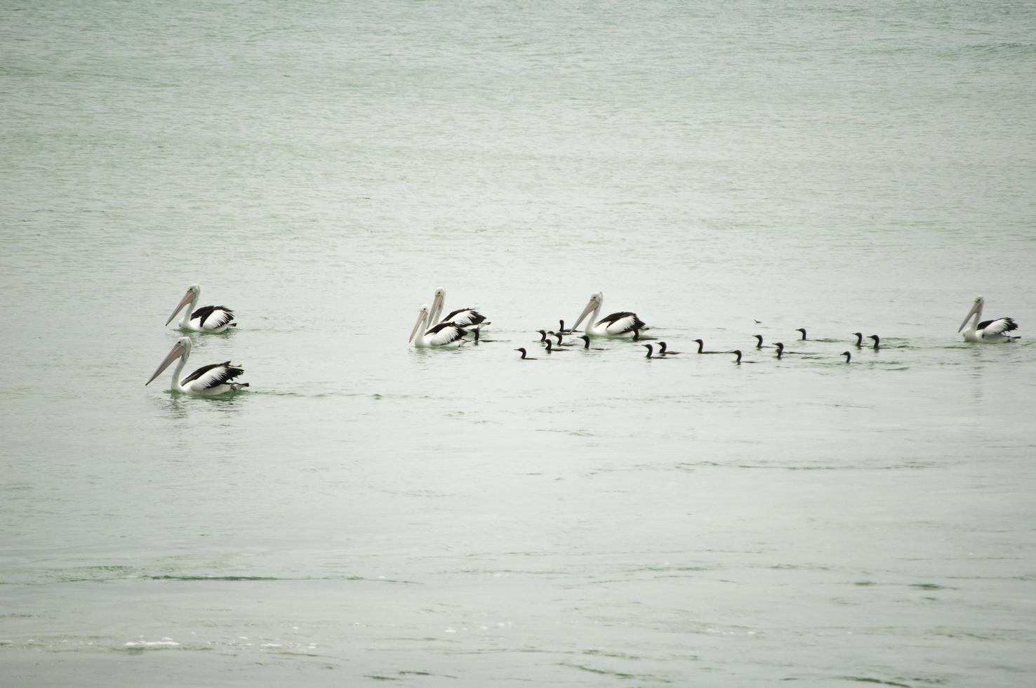 A group of Pelican birds and black duck are swimming in the an ocean water. photo