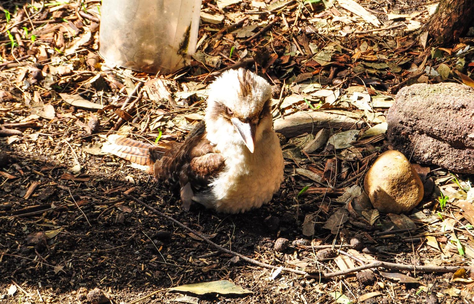 Young Kookaburra, Laughing bird stay alone. photo