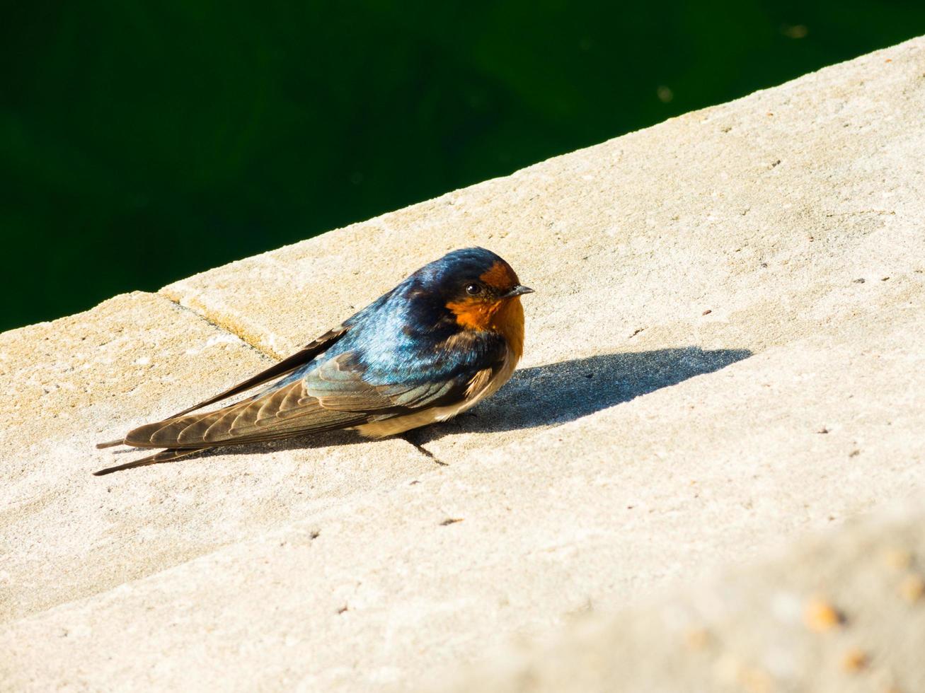 azul bienvenido golondrina pajaro solo lindo color pajarito. foto