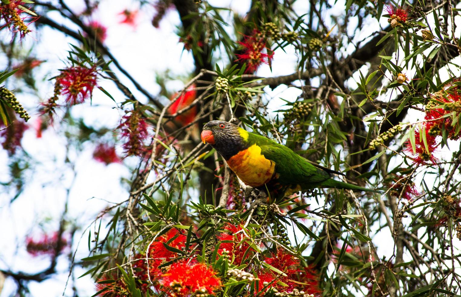 el loro arcoiris es una especie de loro que busca comida de la flor roja del cepillo de botella en una temporada de primavera en un jardín botánico. foto