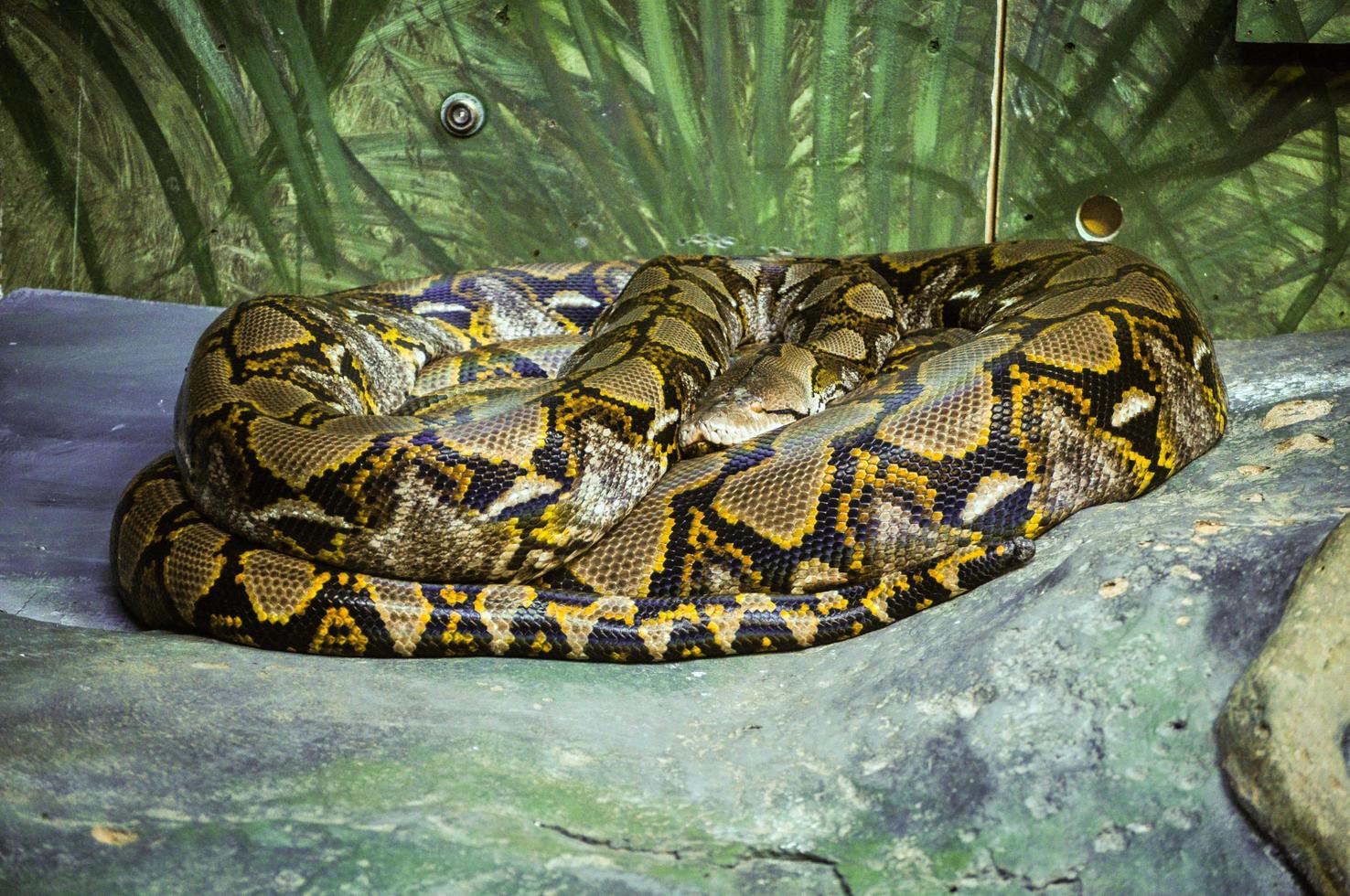 Giant Python snake on the rock. photo