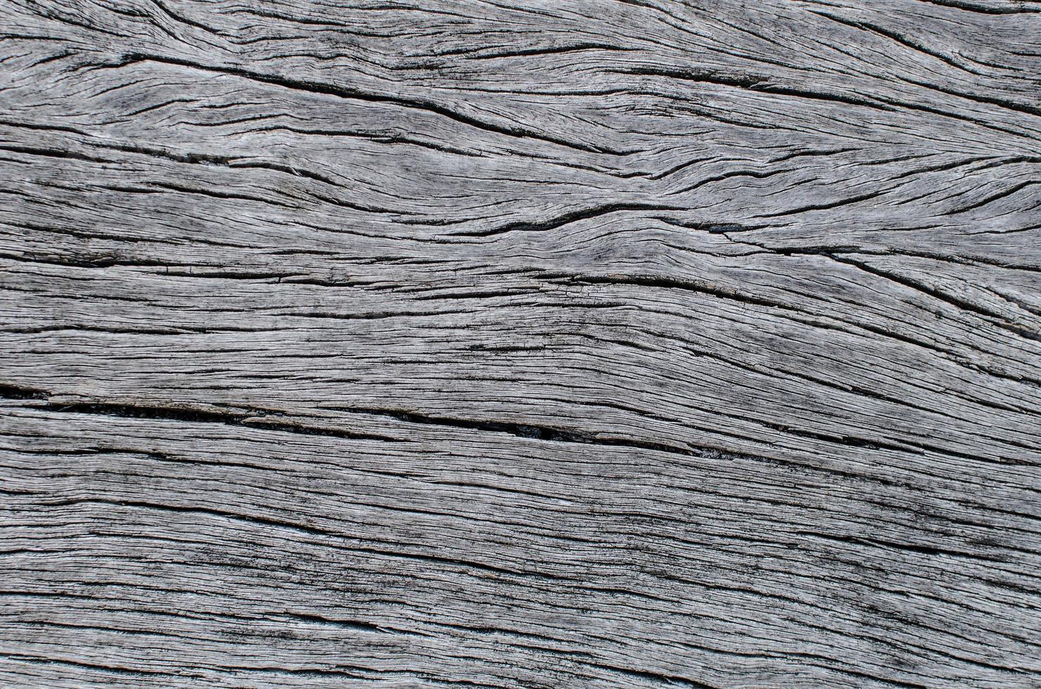 Grey beautiful Wood texture for background. photo