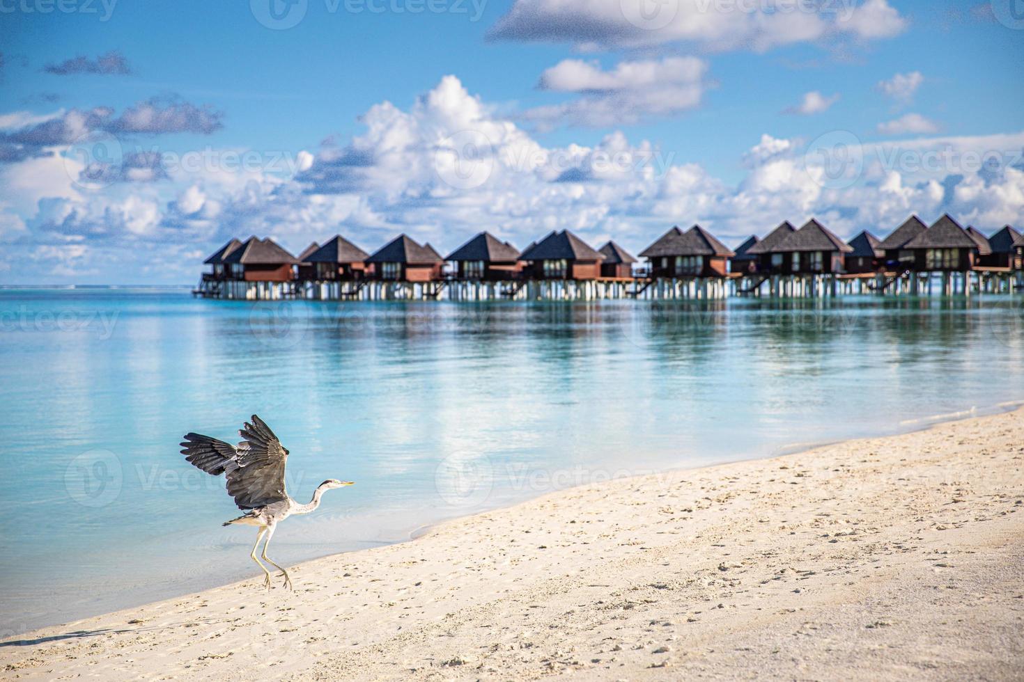 fondo de naturaleza tropical hermoso mar azul soleado. vacaciones en la playa villas de lujo en la costa de la isla de bungalows, increíble aventura de libertad escénica de vida silvestre, caza de aves garza gris. destino exótico foto