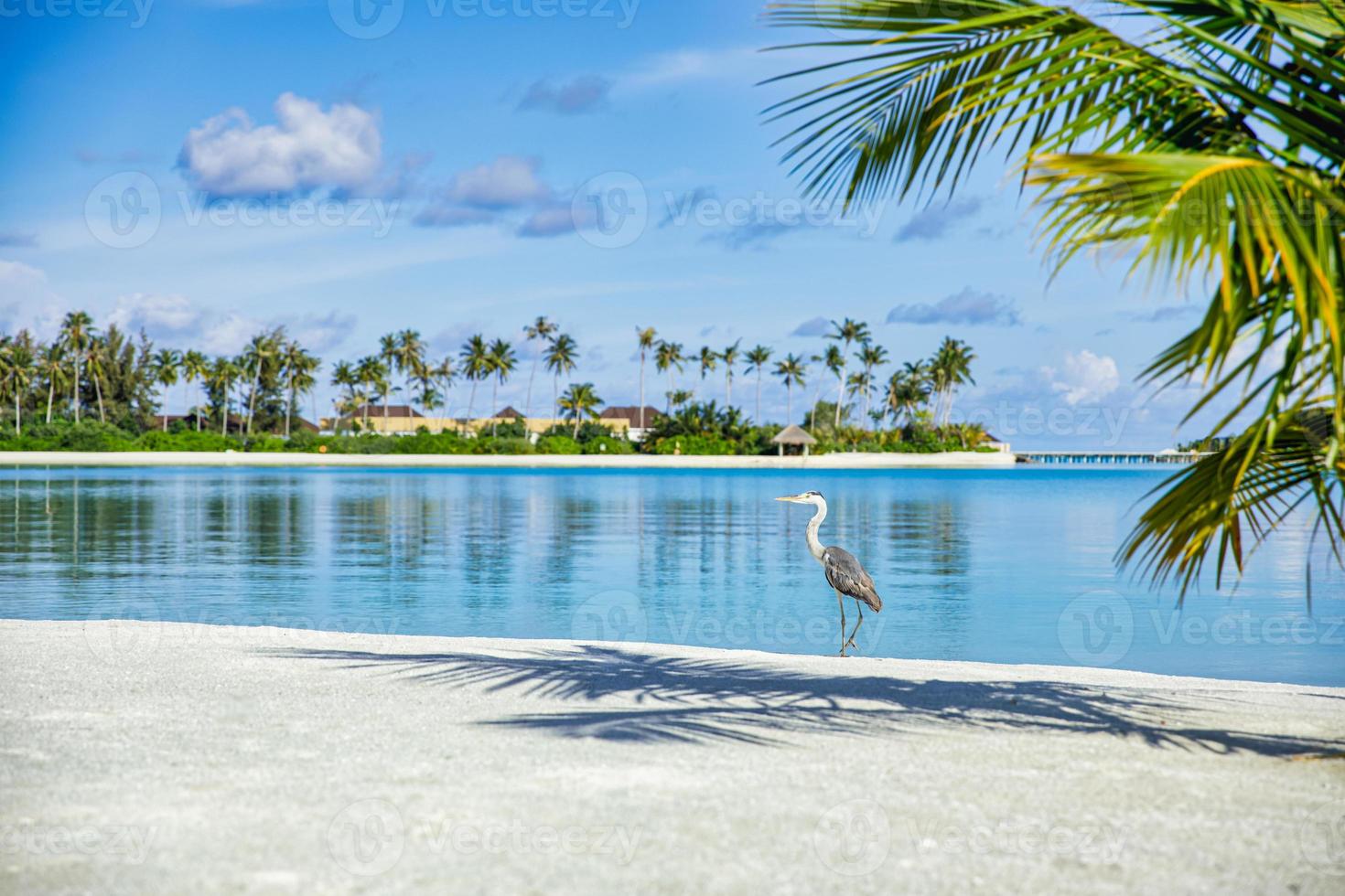 Beautiful blue sunny sea tropical nature background. Beach holiday luxury resort villas bungalow island shore, amazing wildlife scenic freedom adventure, Grey Heron bird hunting. Exotic destination photo