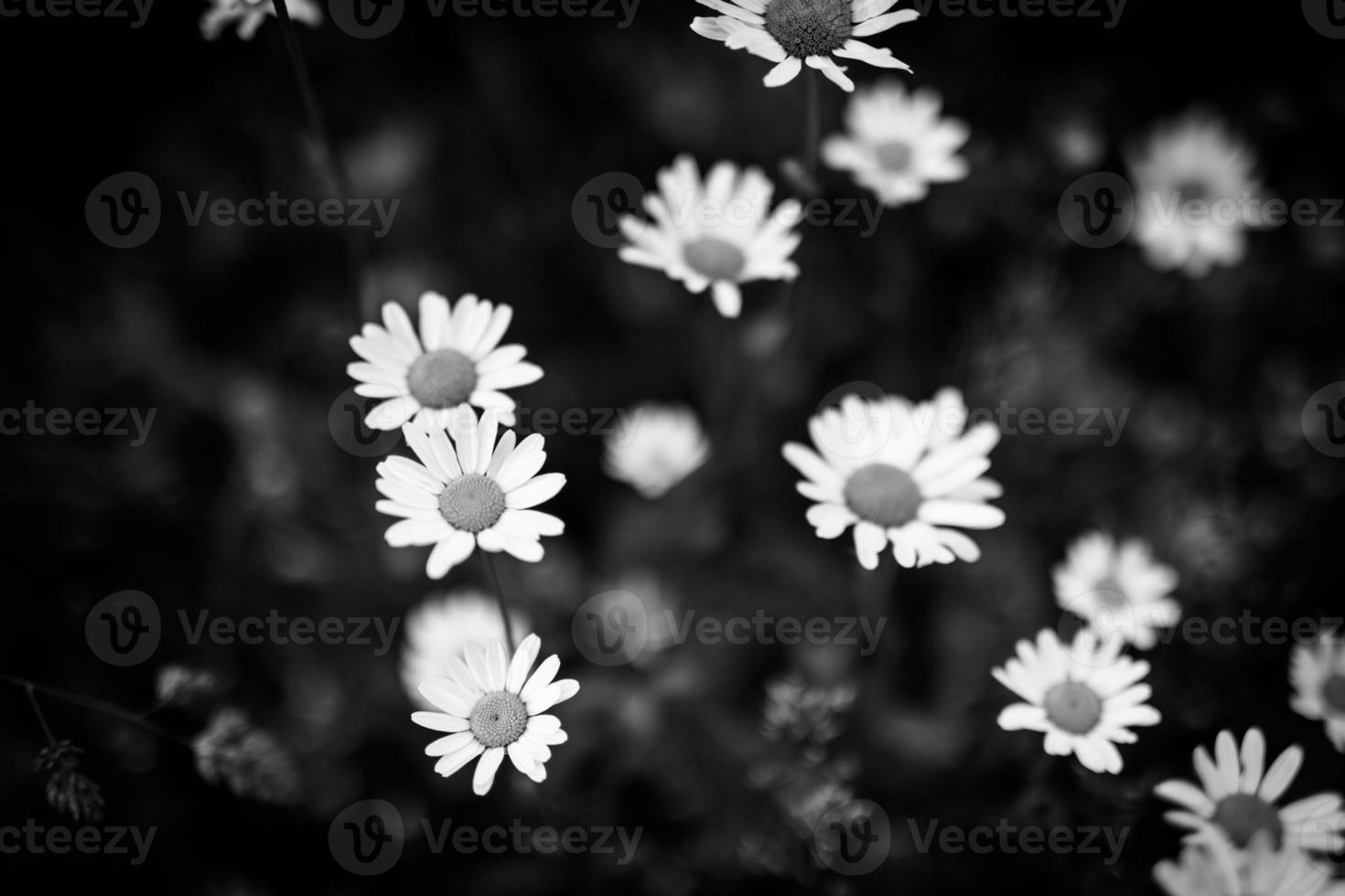 Beautiful close-up of black and white daisy flowers on artistic dark blurred background. Abstract nature white flowers and black bokeh field foliage. Beautiful monochrome daisy flower blossom photo