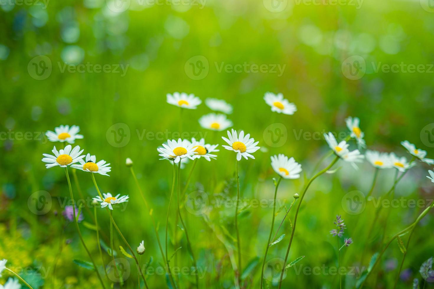 Beautiful nature flowers. Abstract sunset field landscape of grass meadow on soft green blue sunset sunrise time. Tranquil spring summer nature closeup chamomiles daisies blurred field background photo