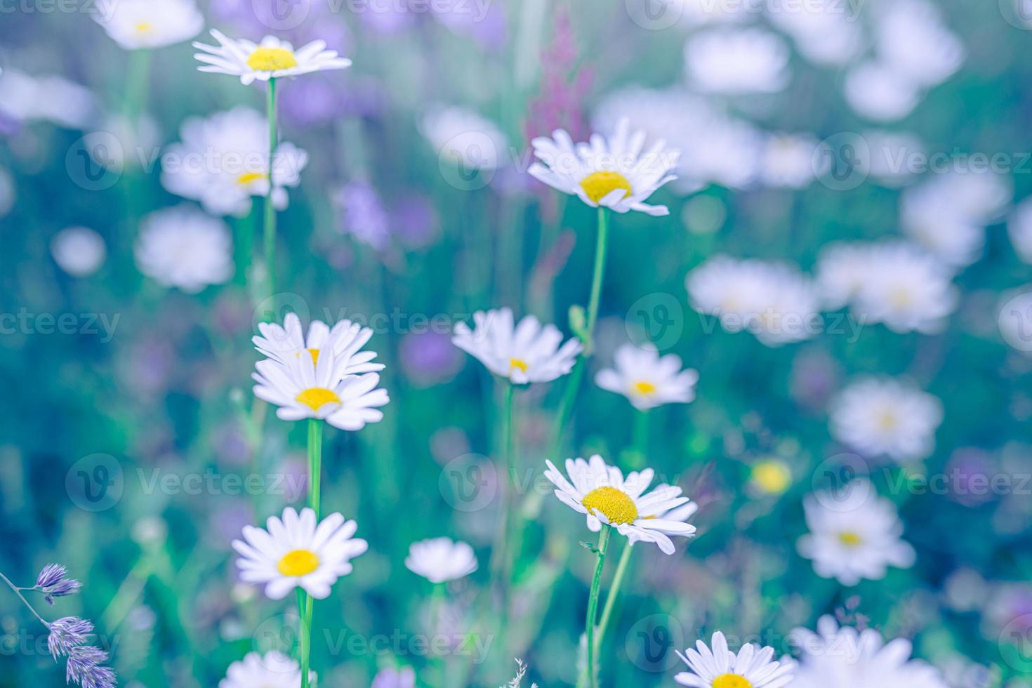 hermosas flores de la naturaleza. paisaje abstracto del campo de la puesta del sol de la pradera de hierba en la hora del amanecer del atardecer azul verde suave. Tranquilo primavera verano naturaleza closeup chamomiles margaritas fondo de campo borroso foto