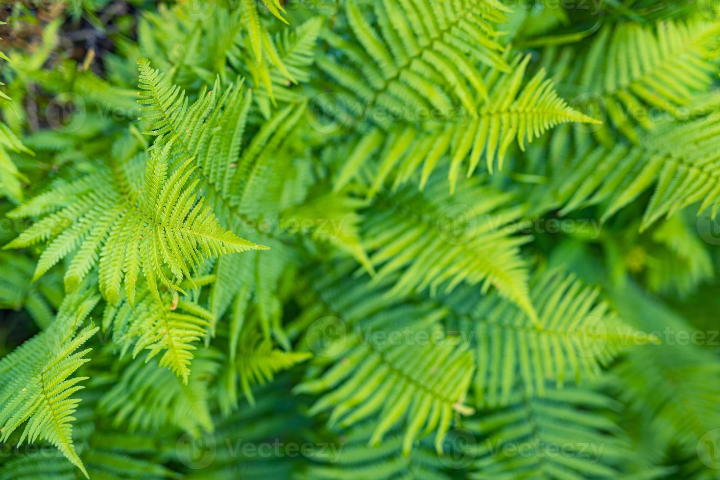 Beautiful ferns leaves, green foliage natural, floral fern background. panoramic view, sunlight. Fantasy floral background, ferns in the forest. Tranquil background of ferns green foliage leaves. photo
