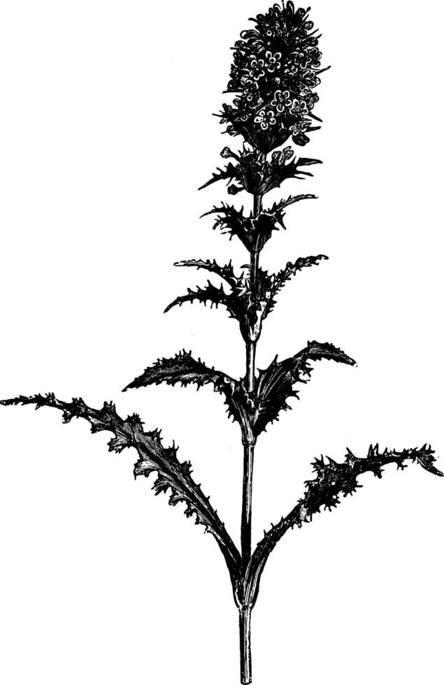 Flowering Stem of Morina Longifolia vintage illustration. vector
