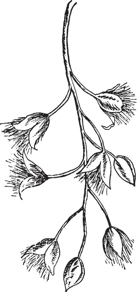 Swamp Cottonwood Fruit vintage illustration. vector