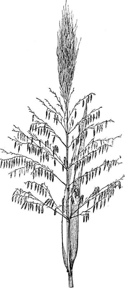 Zizania, Liliopsid, monocot, genus, Palustris, Zizanias vintage illustration. vector