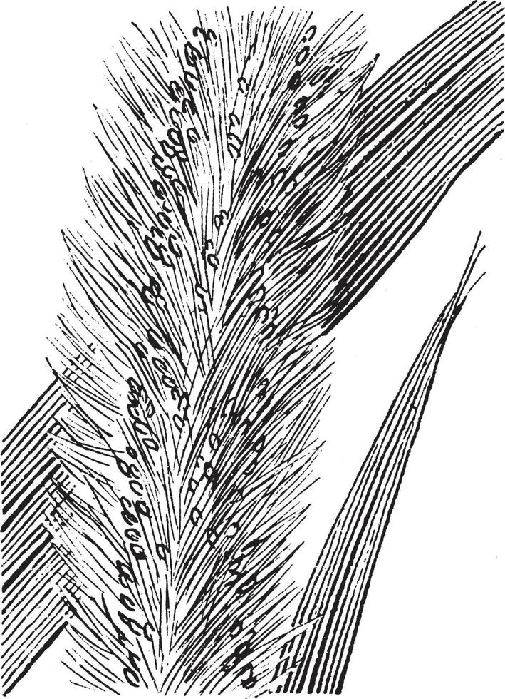 ilustración vintage de setaria. vector