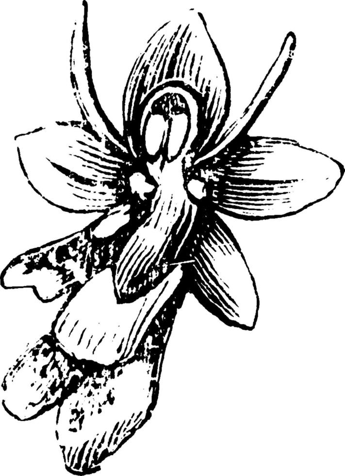 flor de mosca orchis ilustración vintage. vector