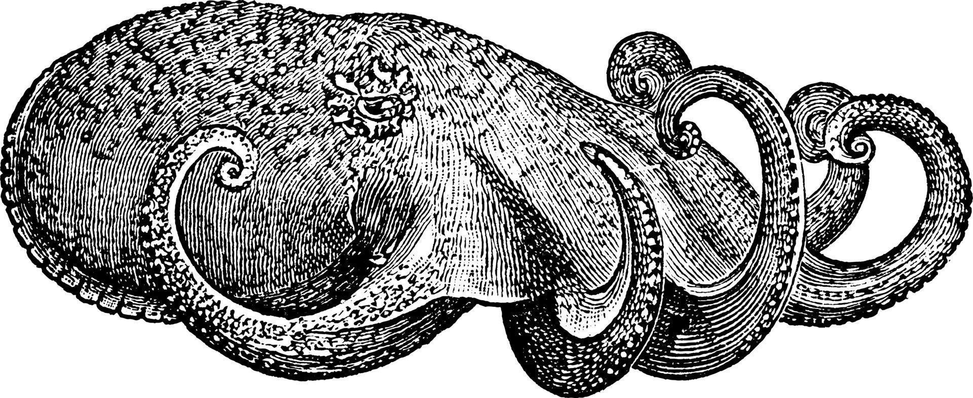 Octopus, vintage illustration. vector