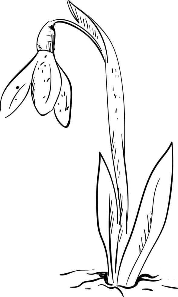 Snowdrop drawing, illustration, vector on white background.