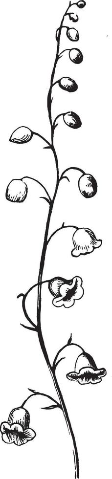 Cluster, Flower, plant, Cestrum, lily, bell, shape vintage illustration. vector