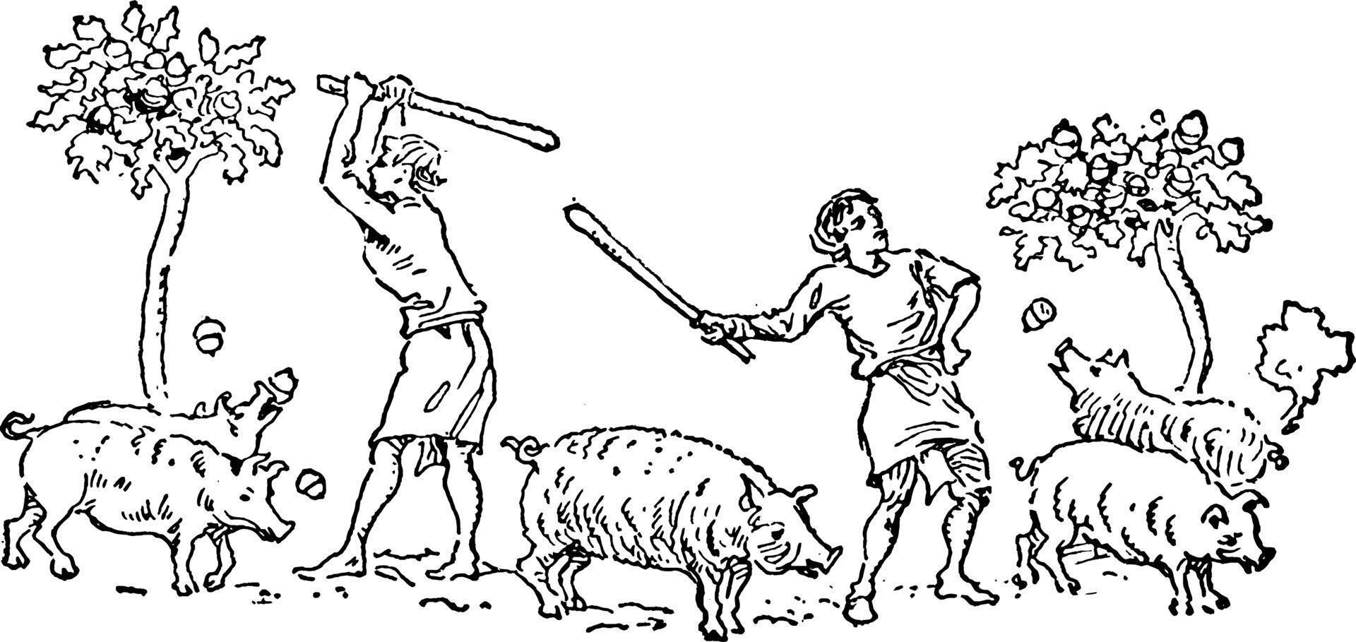 alimentación de cerdos, ilustración vintage. vector