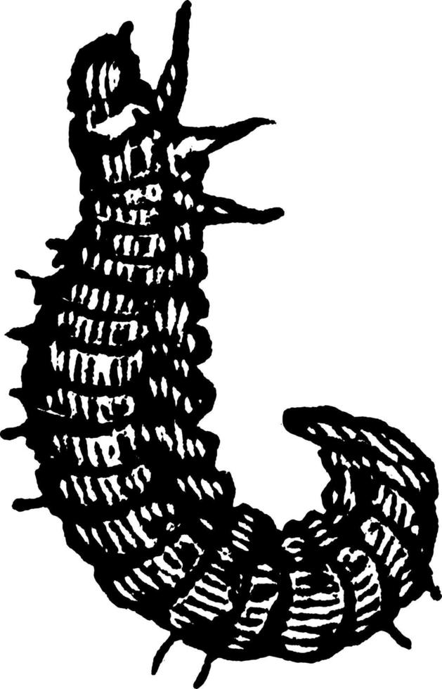 gusano de heno de trébol, ilustración vintage. vector