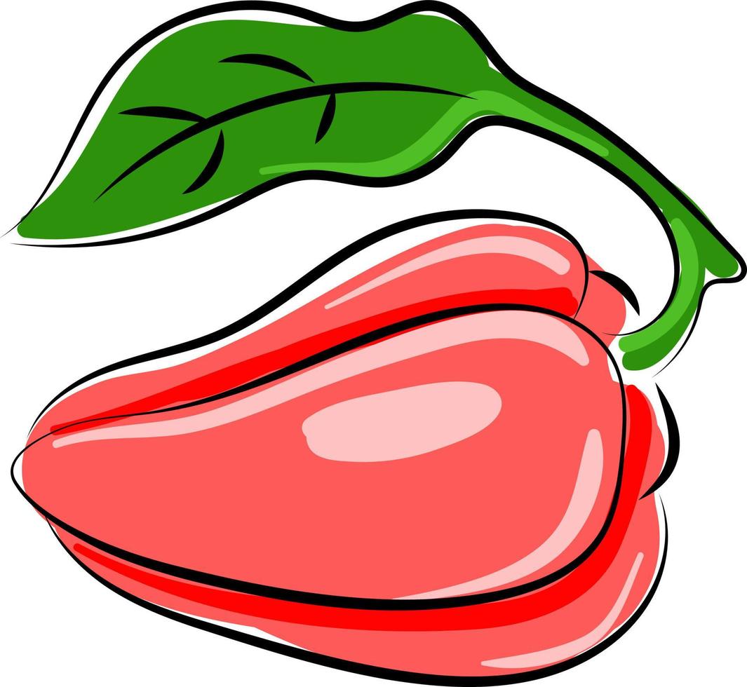 Red pepper, illustration, vector on white background.