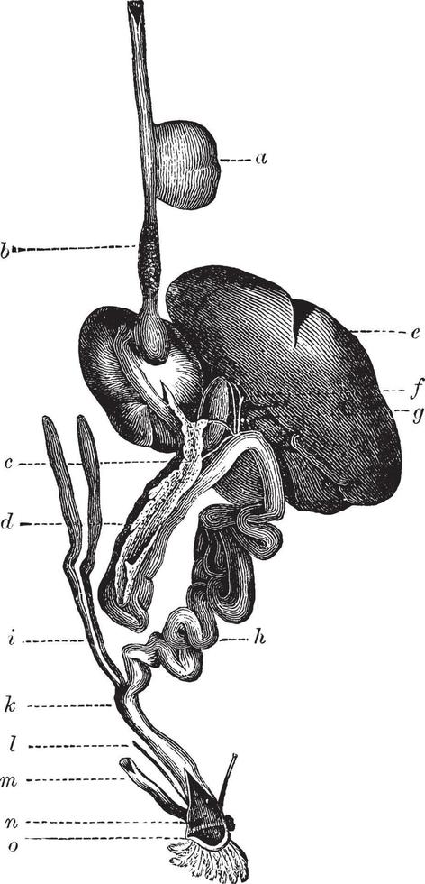 Alimentary Canal of a Bird, vintage illustration. vector