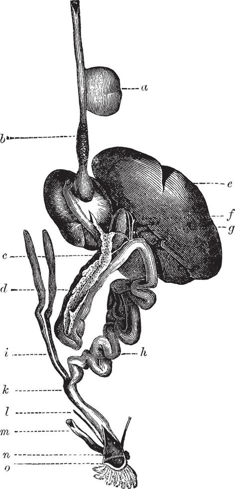 canal alimentario de un pájaro, ilustración vintage. vector