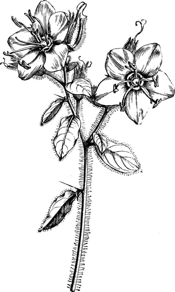 Flowering Stem of Hydrolea Spinosa vintage illustration. vector