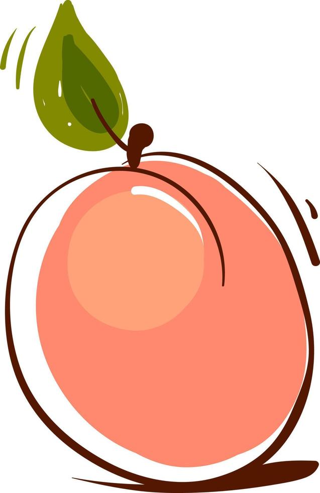 Apricot sketch, illustration, vector on white background.
