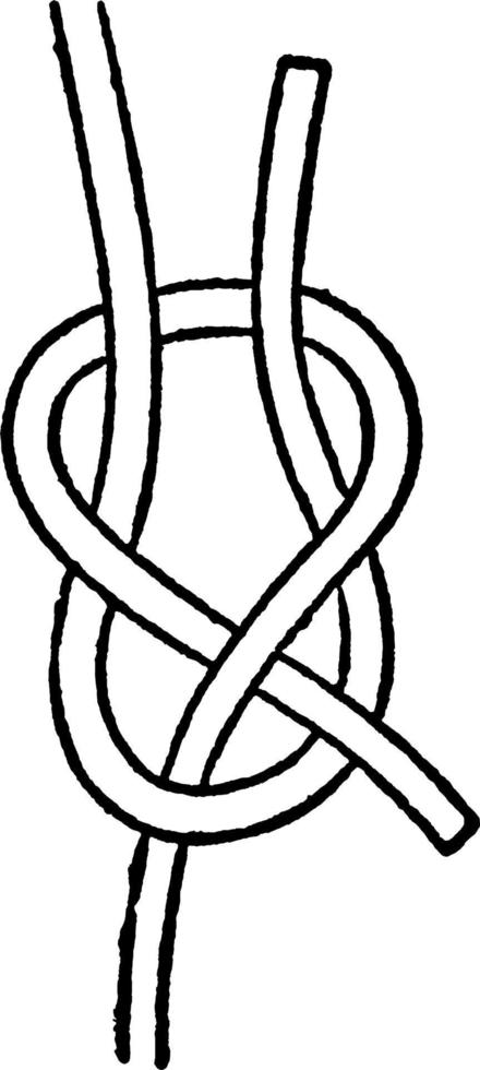 Sheet Bend, vintage illustration. vector