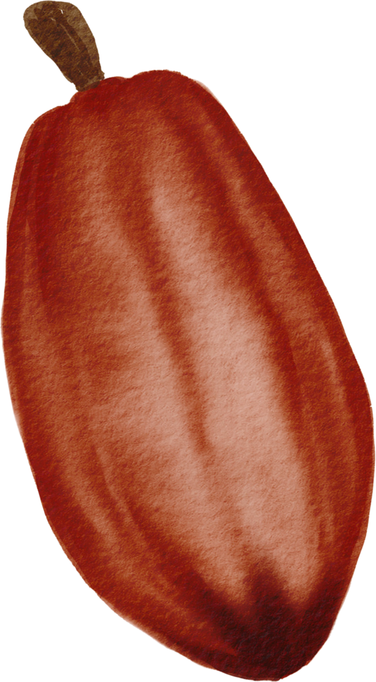 cutout cacao fruit simplicity watercolor painting. png