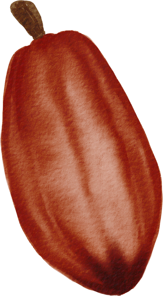 cutout cacao fruit simplicity watercolor painting. png