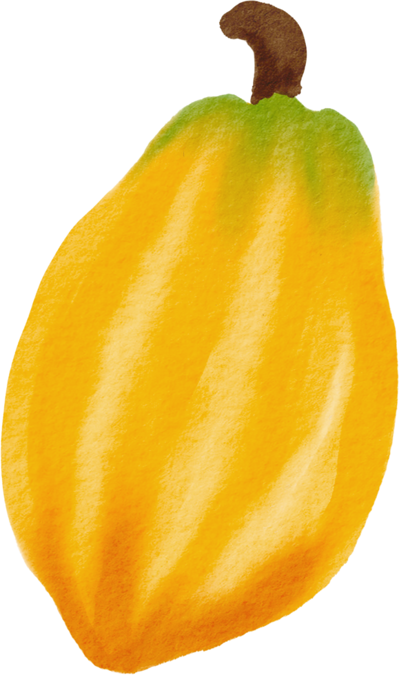 cutout cacao fruit simplicity watercolor painting. png