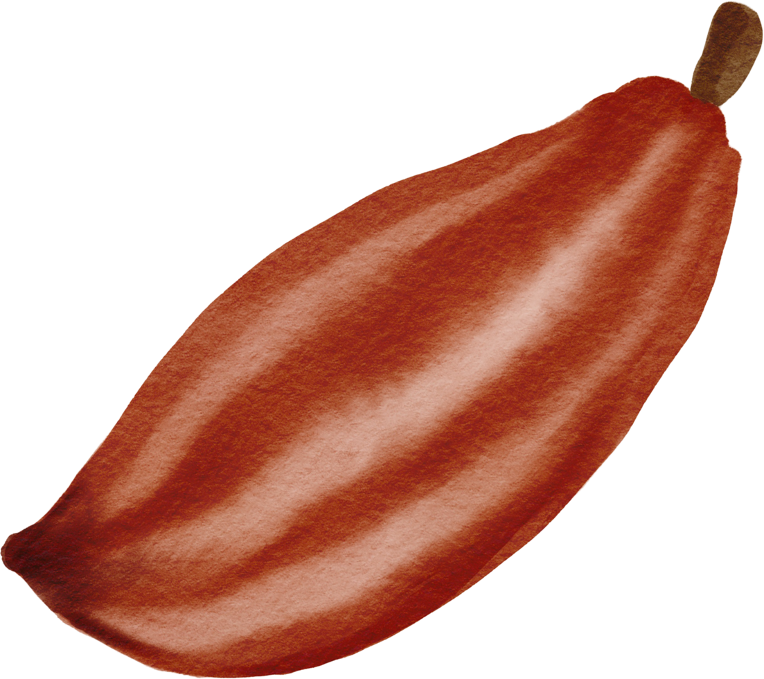 cutout cacao fruit simplicity watercolor painting. png