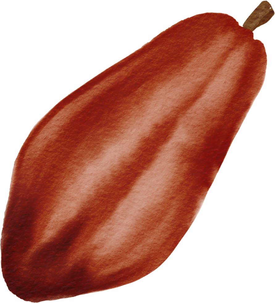 cutout cacao fruit simplicity watercolor painting. png