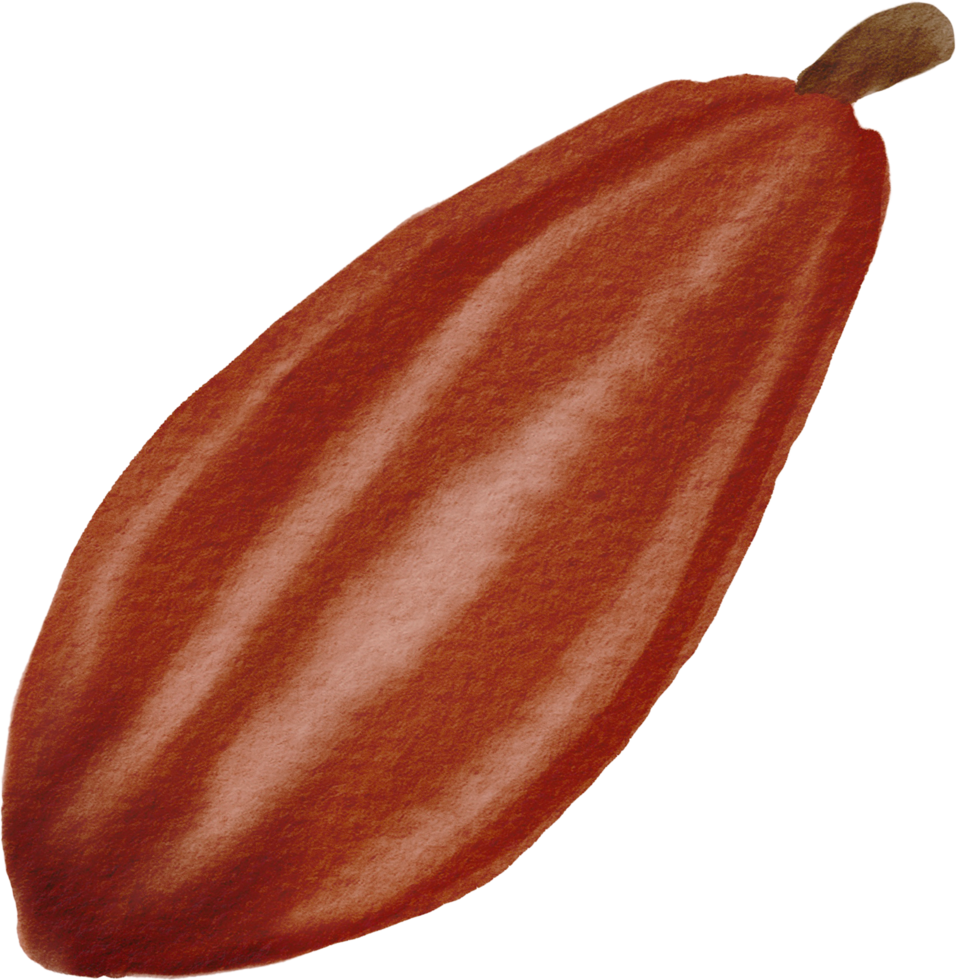 cutout cacao fruit simplicity watercolor painting. png