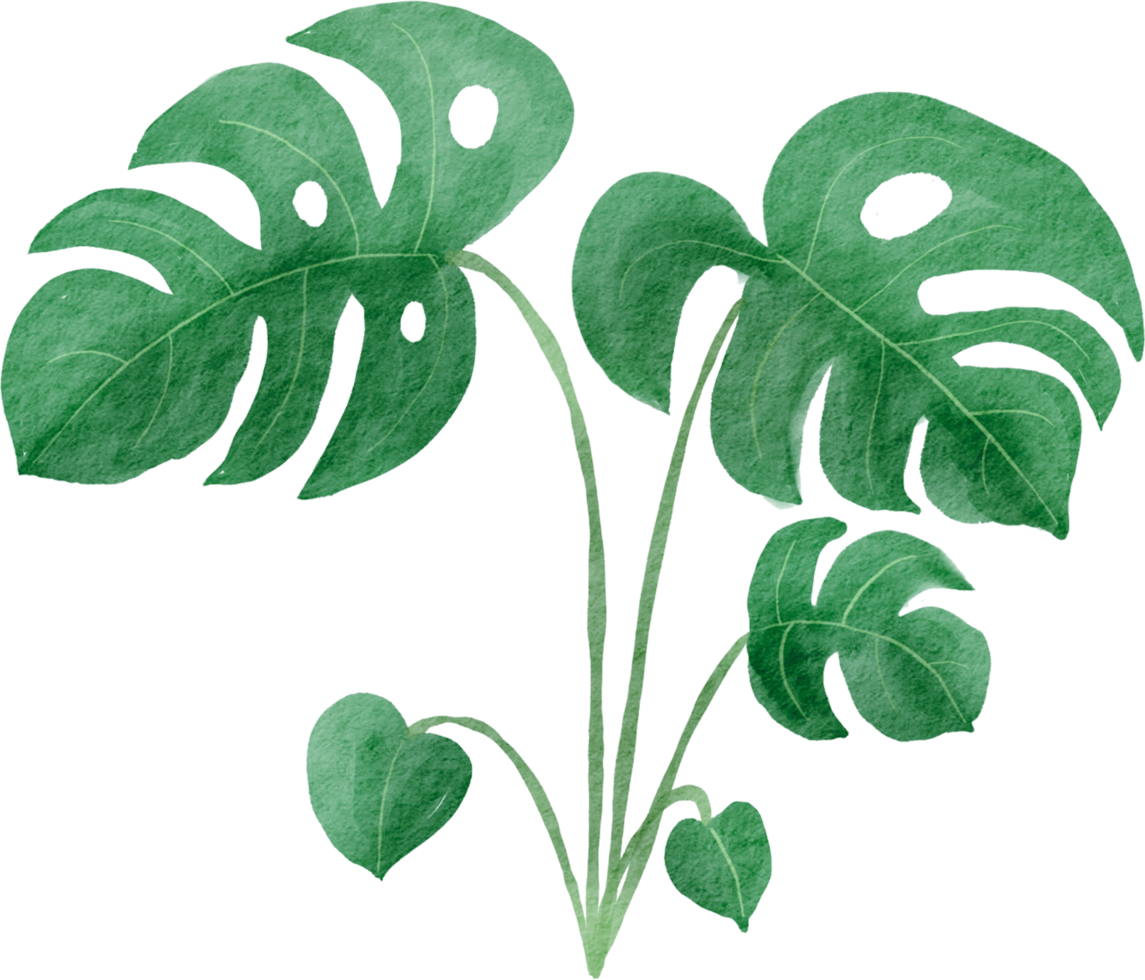 cutout monstera leaf watercolor simplicity painting. 13893481 PNG cutout-monstera-leaf-watercolor-simplicity-painting-13893481-png