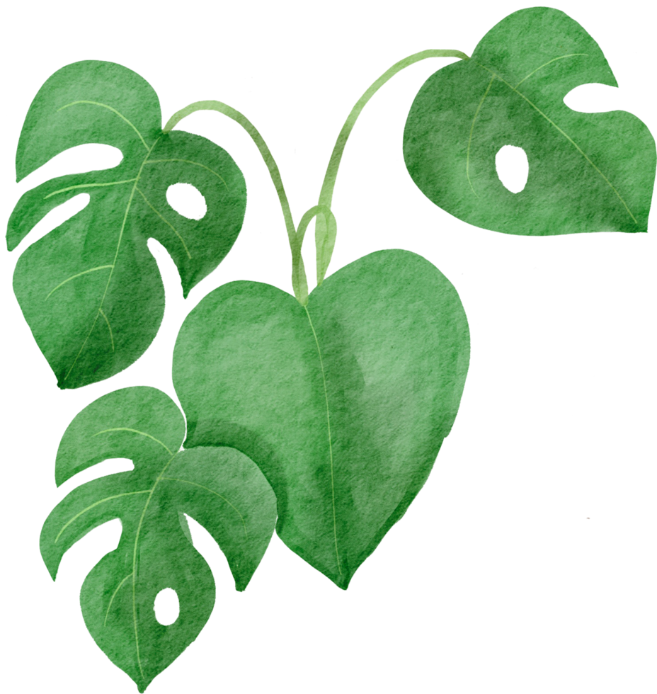 cutout monstera leaf watercolor simplicity painting. png