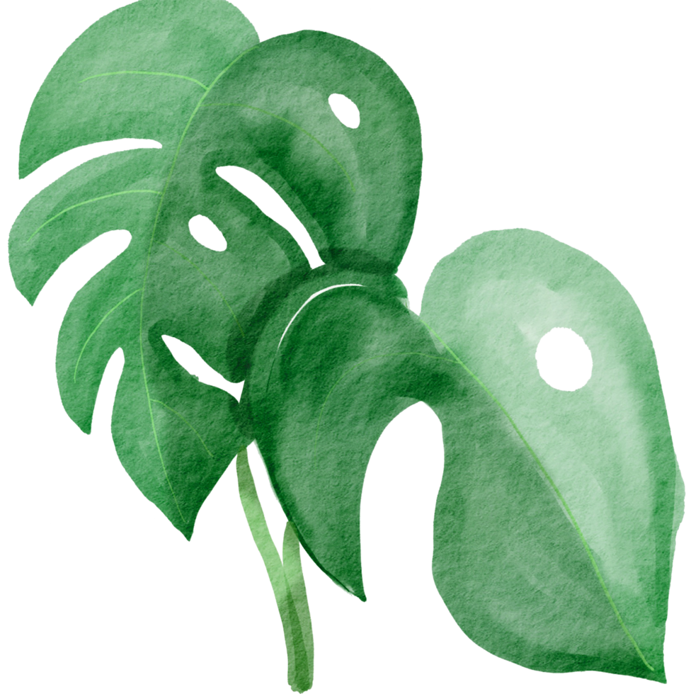 cutout monstera leaf watercolor simplicity painting. png