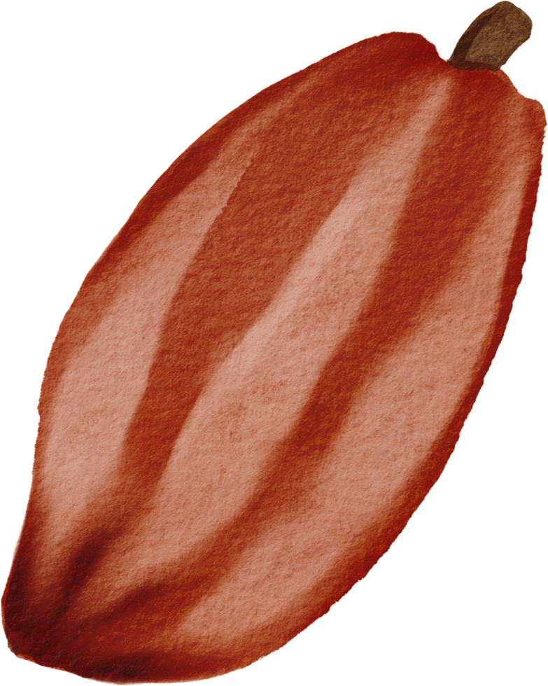 cutout cacao fruit simplicity watercolor painting. png