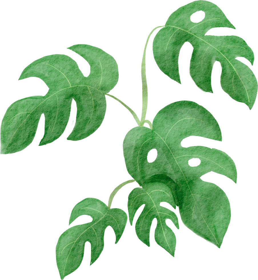 cutout monstera leaf watercolor simplicity painting. png