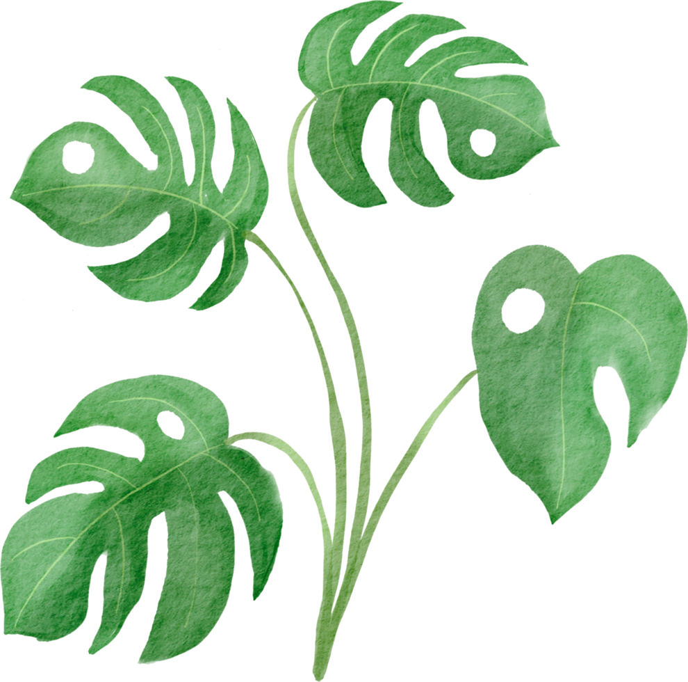 cutout monstera leaf watercolor simplicity painting. png