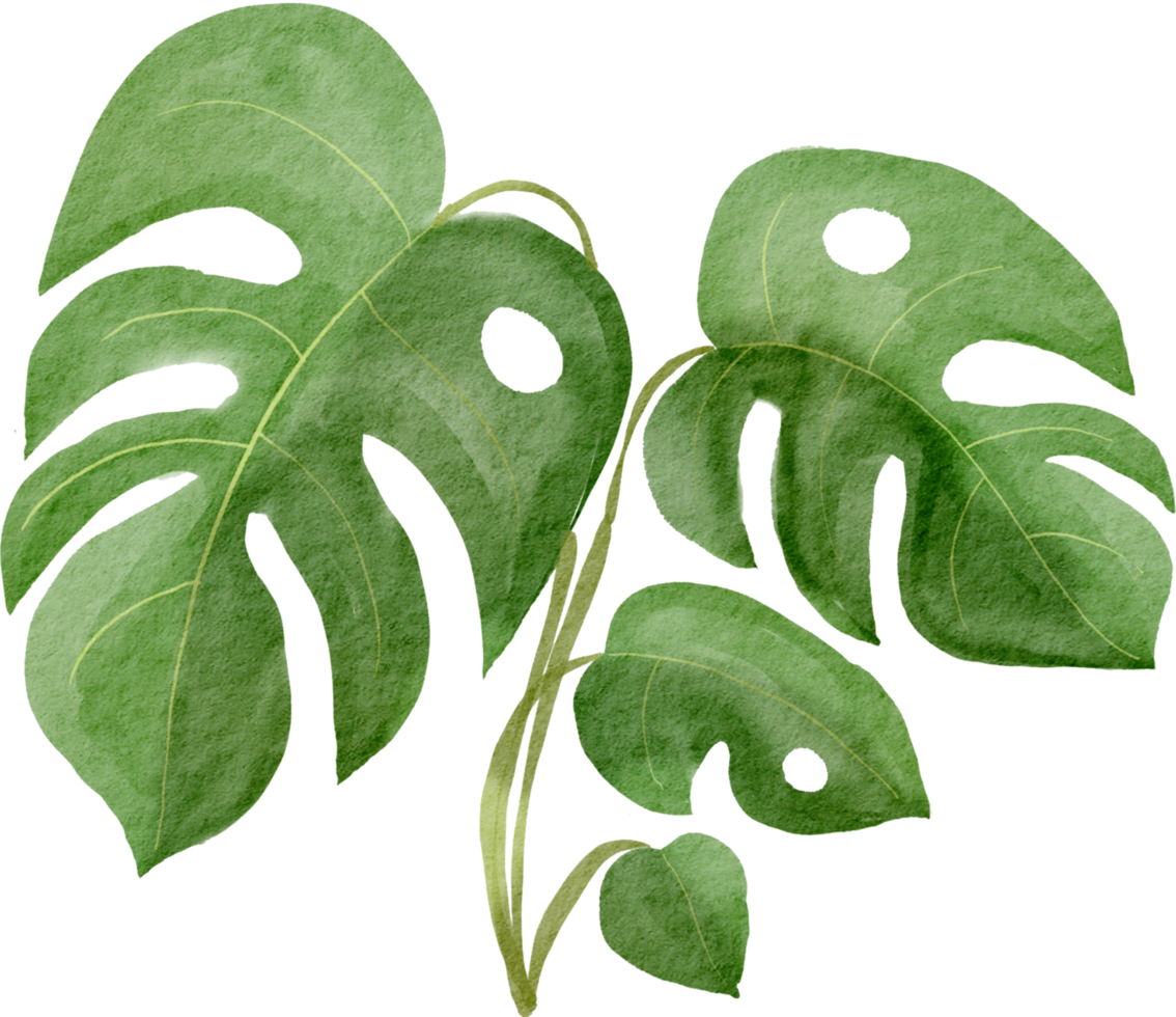 cutout monstera leaf watercolor simplicity painting. png