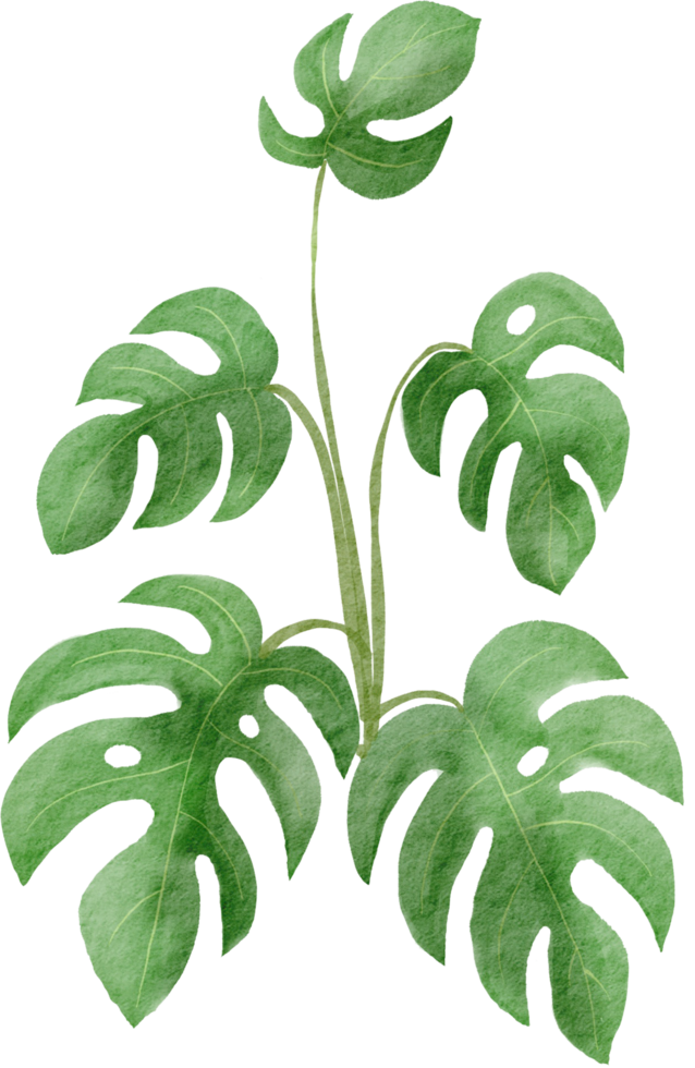 cutout monstera leaf watercolor simplicity painting. png